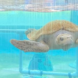 Meet your Posher, Ariane